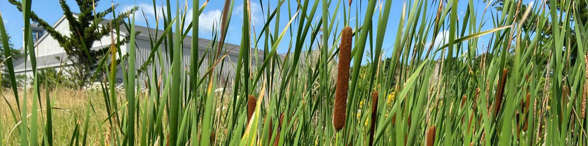 Cattails