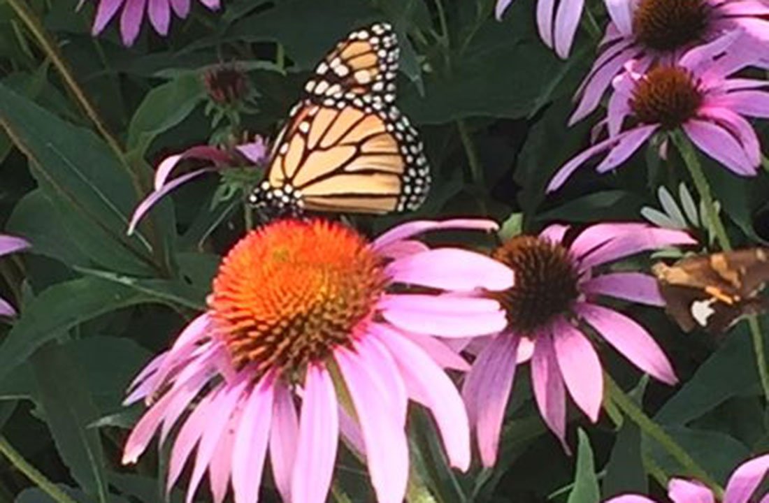 butterfly on flowers