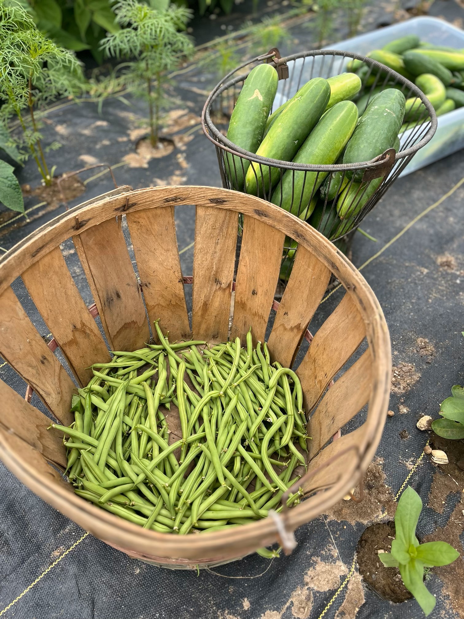 Farm to Table 3