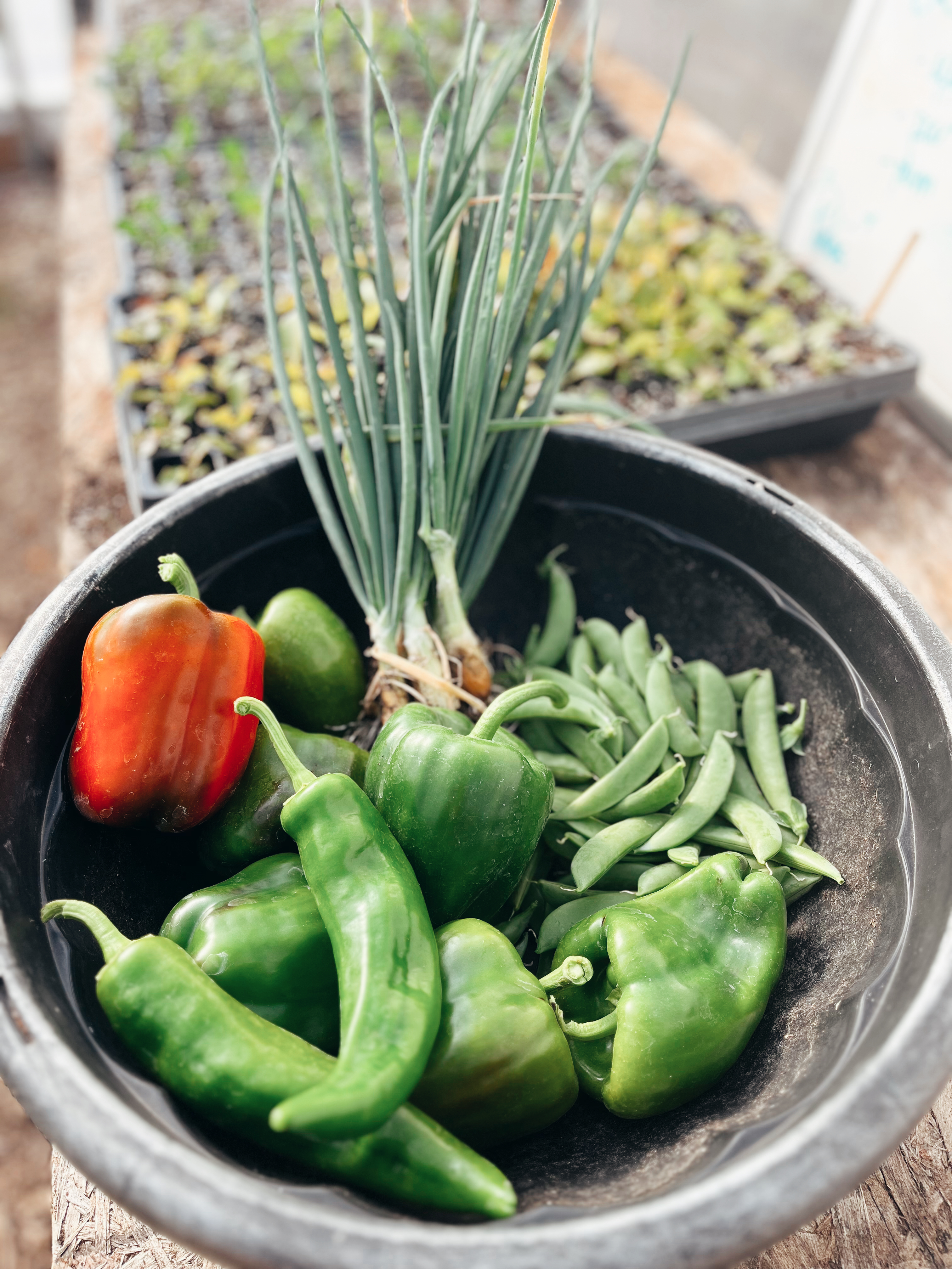 Farm To Table