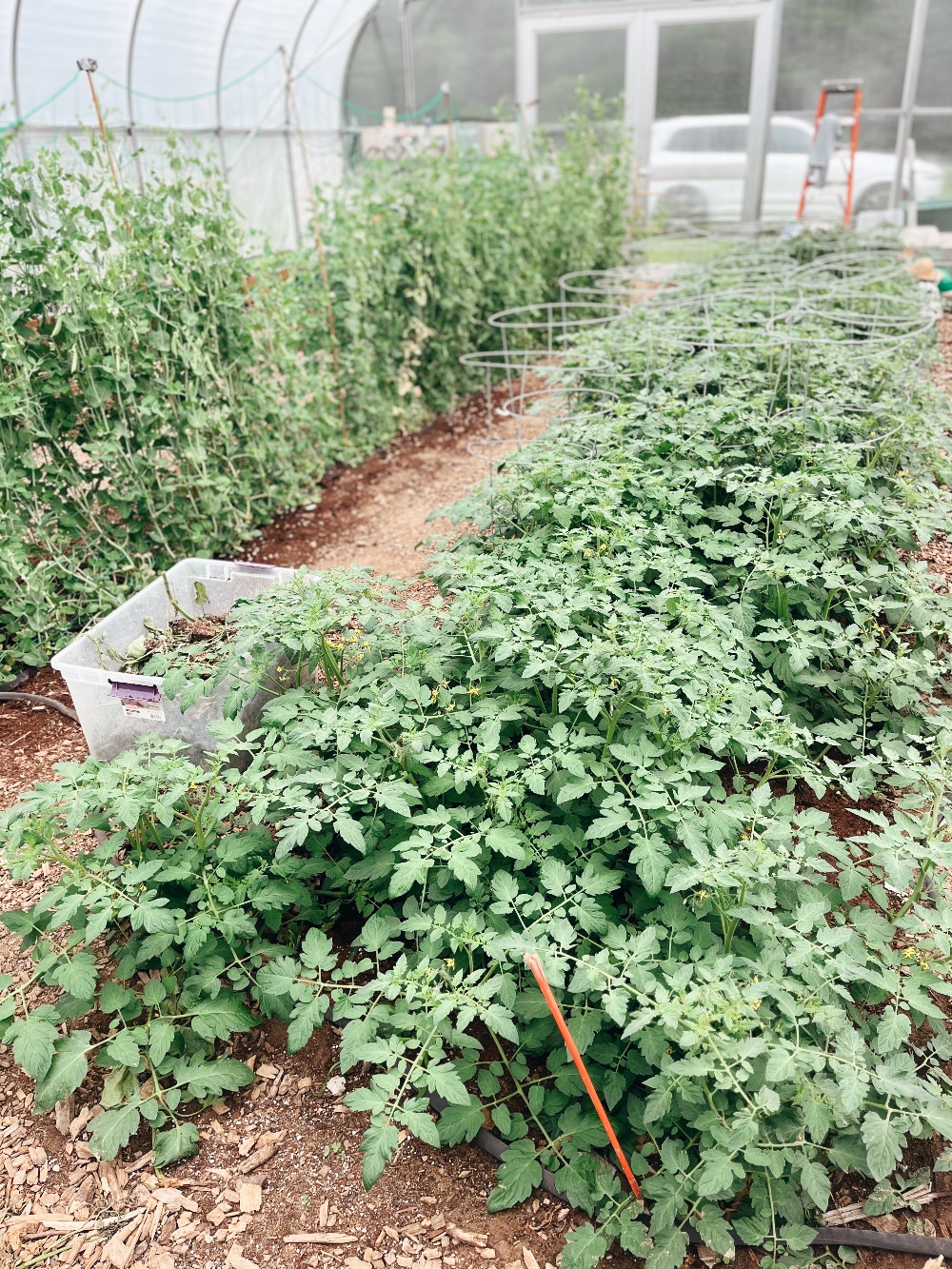 Farm to Table 5
